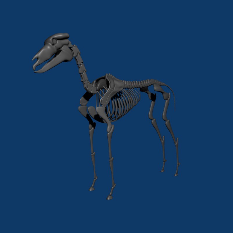 Horse skeleton- Rigged preview image 1